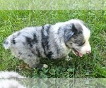 Theo - Male Australian Shepherd Puppy for Sale - Photo #4