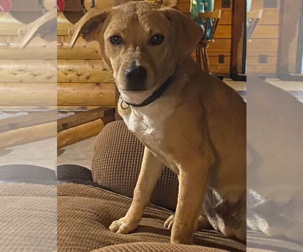 Medium Photo #3 Mutt Puppy For Sale in Ridgefield, CT, USA