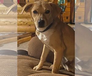 Luke - Male Mutt Dog for Adoption - Photo #3