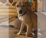 Small #2 Mutt