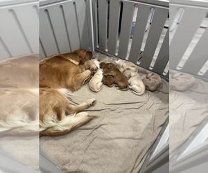 Mother of the Golden Retriever puppies born on 10/27/2025