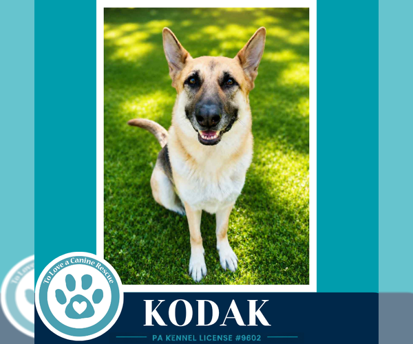 Medium Photo #18 German Shepherd Dog Puppy For Sale in Kimberton, PA, USA