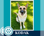 Small #17 German Shepherd Dog