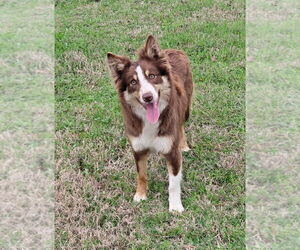 Mother of the Border Collie puppies born on 03/24/2025