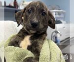 Small Photo #3 Labrador Retriever-Unknown Mix Puppy For Sale in Washington, DC, USA