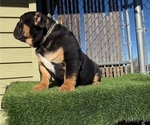 Small #4 English Bulldog