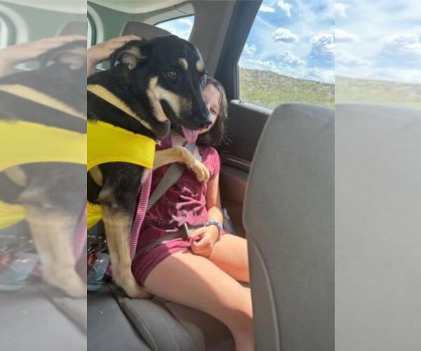 Medium Photo #6 German Shepherd Dog-Unknown Mix Puppy For Sale in Williamsburg, NM, USA