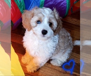 Cavapoo Puppy for sale in LEBANON, OR, USA