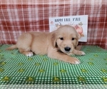 Puppy George Golden Retriever