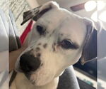 Small #4 American Bulldog