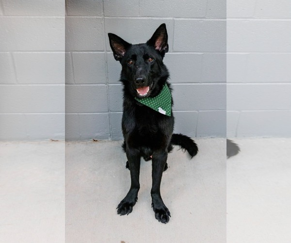 Medium Photo #2 German Shepherd Dog-Unknown Mix Puppy For Sale in Woodbury, NY, USA