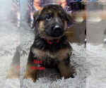Puppy Puppy 3 German Shepherd Dog