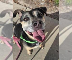 BONITA - Female Mutt Dog for Adoption - Photo #2