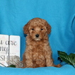 Small Goldendoodle-Poodle (Miniature) Mix