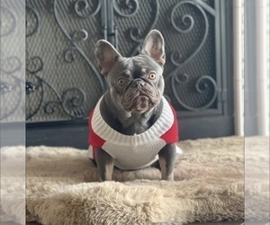Mother of the French Bulldog puppies born on 01/12/2026