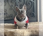 Small Photo #1 French Bulldog Puppy For Sale in SAN JOSE, CA, USA