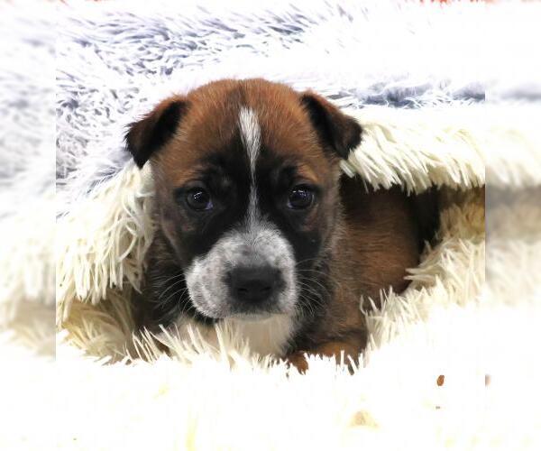 Medium Photo #1 Mutt Puppy For Sale in Thief River Falls, MN, USA