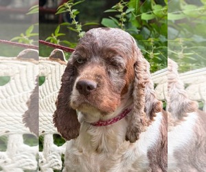 Cocker Spaniel Dogs for adoption in HOPKINSVILLE/PRINCETON, KY, NH, USA