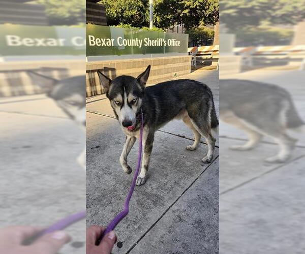 Medium Photo #1 Huskies -Unknown Mix Puppy For Sale in San Antonio, TX, USA