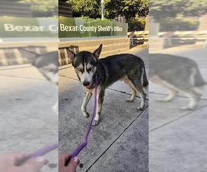 Huskies -Unknown Mix Dogs for adoption in San Antonio, TX, USA