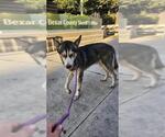 Small Huskies  Mix