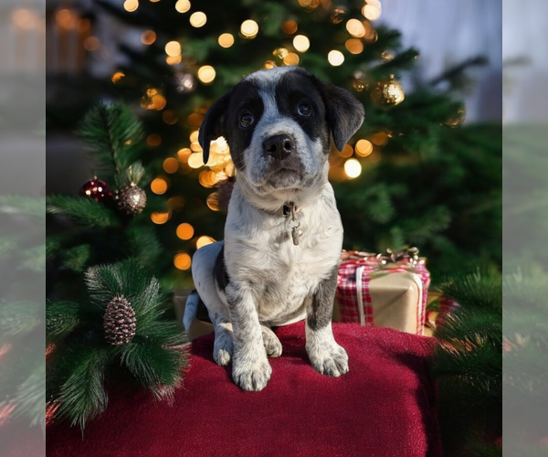 Medium Photo #4 Boxador Puppy For Sale in Vail, AZ, USA