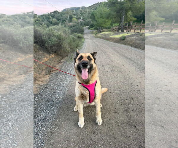Medium Photo #4 German Shepherd Dog-Unknown Mix Puppy For Sale in San Diego, CA, USA