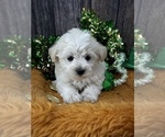 Small #12 Morkie