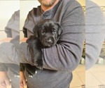 Small Photo #1 Labrador Retriever Puppy For Sale in NAVARRE, FL, USA