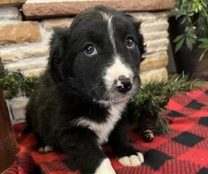 Border Collie Puppy for Sale in LOMA, Colorado USA