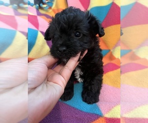 Poodle (Toy)-Yorkshire Terrier Mix Puppy for sale in CASTROVILLE, TX, USA