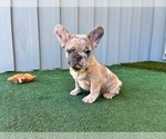 Small #1 French Bulldog