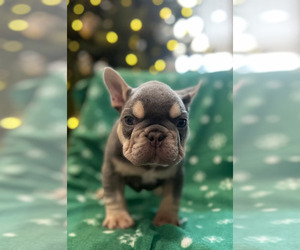 French Bulldog Puppy for Sale in SACRAMENTO, California USA