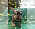 Small French Bulldog