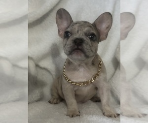 French Bulldog Puppy for sale in PORT RICHEY, FL, USA