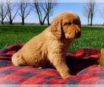 Small Photo #2 Golden Retriever Puppy For Sale in LUBLIN, WI, USA
