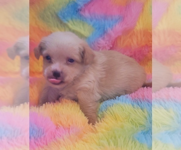 Medium Photo #91 Yorkshire Terrier Puppy For Sale in AKRON, OH, USA
