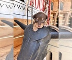 Puppy Pinkerton Australian Kelpie