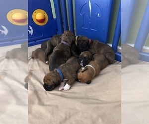 Boxer Litter for sale in OLD FIELDS, WV, USA