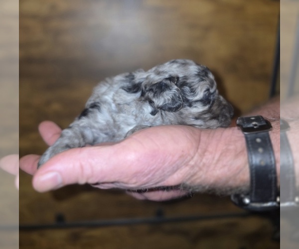 Medium Photo #11 Poodle (Toy) Puppy For Sale in DYERSBURG, TN, USA