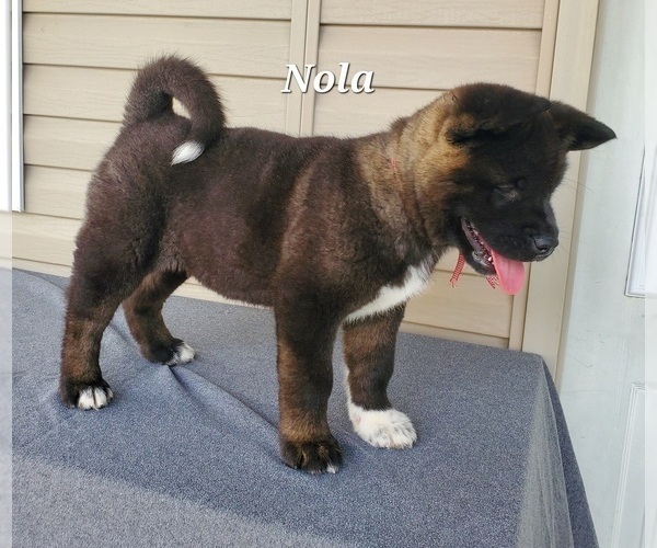 Medium Photo #1 Akita Puppy For Sale in FRESNO, OH, USA