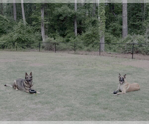 Medium Photo #3 Mutt Puppy For Sale in Stevens Point, WI, USA