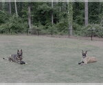 Small #2 Mutt