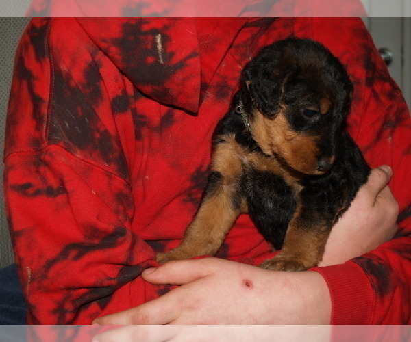 Medium Photo #1 Airedale Terrier Puppy For Sale in CHARLESTOWN, IN, USA