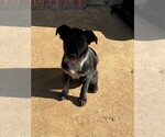 Small Photo #3 Texas Heeler Puppy For Sale in DENTON, TX, USA