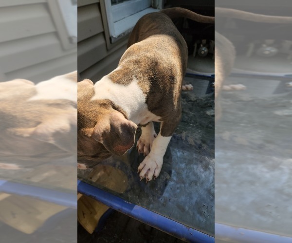 Medium Photo #34 American Bully Puppy For Sale in HARRISBURG, PA, USA
