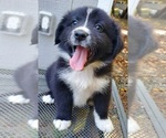 Puppy Puppy 3 Australian Shepherd