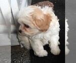 Small #3 Cavapoo