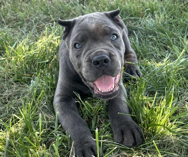 Medium Photo #4 Cane Corso Puppy For Sale in CLARKRANGE, TN, USA