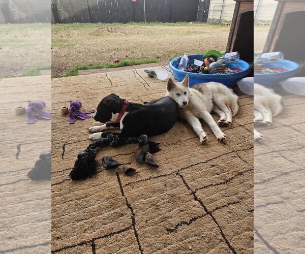 Medium Photo #3 Labrador Retriever-Unknown Mix Puppy For Sale in Rockaway, NJ, USA